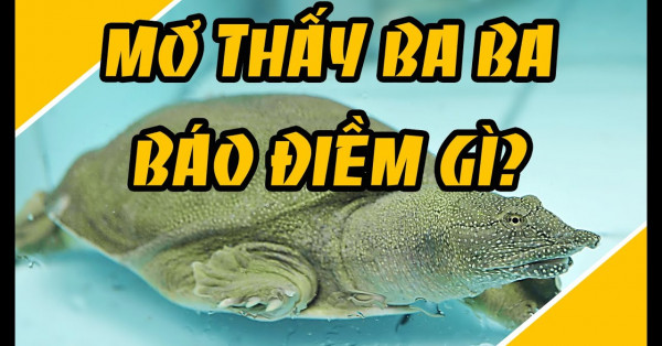 Mơ thấy ba ba đánh con gì ? Giải mã giấc mơ thấy ba ba
