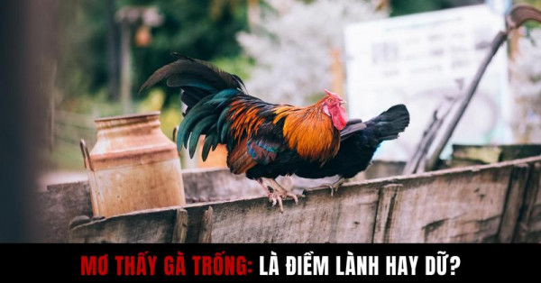 Chiêm bao thấy gà trống mang ý nghĩa gì? Mơ thấy gà trống đánh con gì nắm chắc vận may?